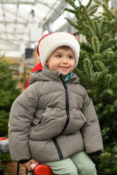 Small boy on a wheelbarrow chooses a Christmas tree in the shop.