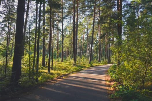 A paved path leads through a coastal pine forest, surrounded by sunlight and tree shadows on a clear summer day, offering a peaceful and scenic route for outdoor exploration