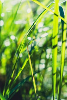 A close-up of green grass blades bathed in sunlight, with a blurred bokeh effect in the background, capturing a peaceful and vibrant natural scene
