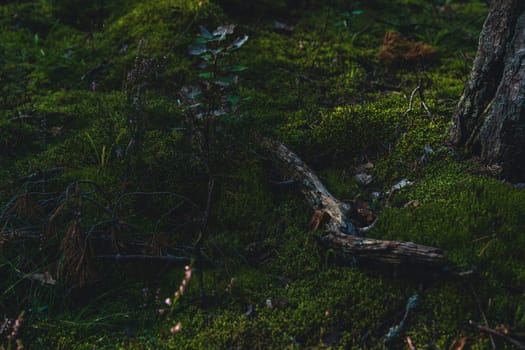 Dark and moody forest floor covered with moss, scattered branches, and a tree trunk, evoking a serene and earthy woodland atmosphere