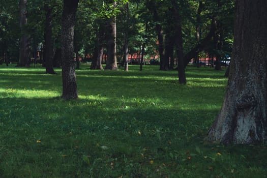 A sunlit grassy park with large trees casting shadows across the open space, creating a peaceful and inviting atmosphere within a lush, green urban setting