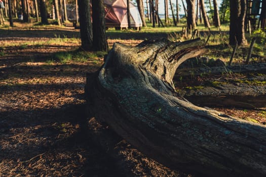 A fallen tree trunk lies near a tent in a sunlit forest campsite, creating a peaceful and rustic setting in the natural beauty of the woods, ideal for outdoor adventure and relaxation
