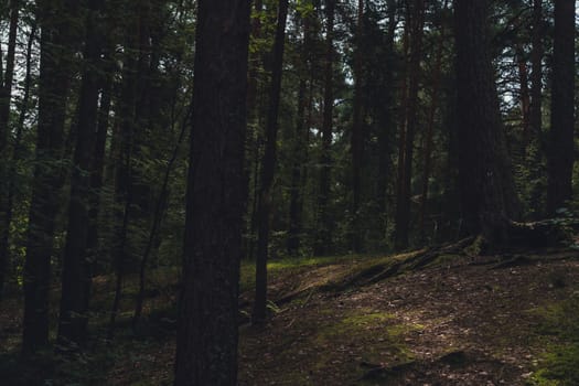 A sunlit forest scene with tall pine trees and a winding dirt path, casting gentle shadows on the forest floor, creating a serene and natural woodland atmosphere