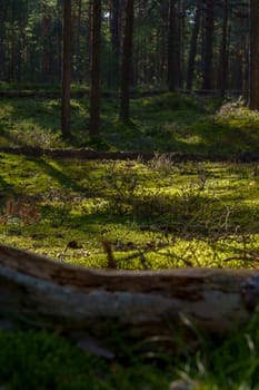A close-up view of a fallen tree trunk resting on a vibrant, moss-covered forest floor, bathed in soft sunlight, showcasing the peaceful and natural texture of woodland life