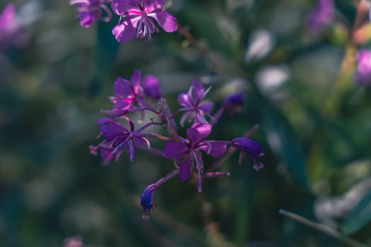 A close-up of purple wildflowers in a natural setting, with a soft focus effect and a blurred green background, capturing the delicate beauty of blooming petals in the sunlight