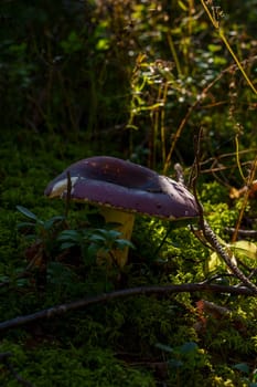 Mushroom growing on a moss-covered forest floor, bathed in dappled sunlight, highlighting the natural beauty of the woodland environment