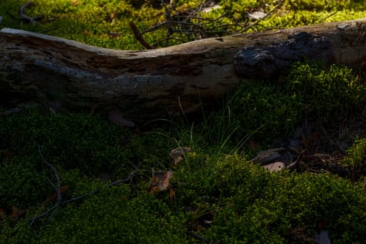 A close-up view of a fallen tree trunk resting on a vibrant, moss-covered forest floor, bathed in soft sunlight, showcasing the peaceful and natural texture of woodland life