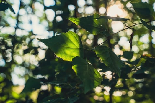 A close-up of sunlit leaves hanging from a tree branch in a forest, illuminated by natural light and creating a serene, tranquil atmosphere with soft shadows among the greenery