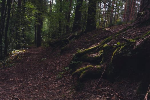 Moss-covered tree roots line a shaded forest path, creating a serene and natural scene that highlights the lush greenery and peaceful atmosphere of the woodland