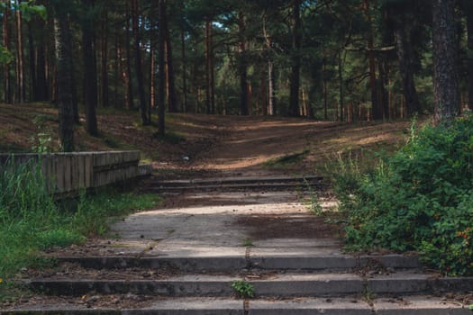 Overgrown concrete steps lead into a tranquil forest path, blending man-made elements with the natural woodland surroundings, inviting exploration and a sense of serenity