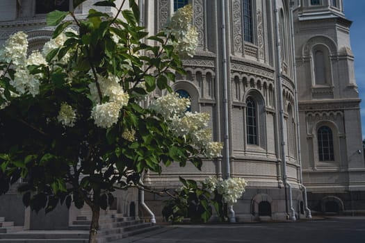 A blooming white hydrangea tree stands near the ornate exterior of a historic cathedral, adding a touch of natural beauty to the detailed stone facade in a serene setting