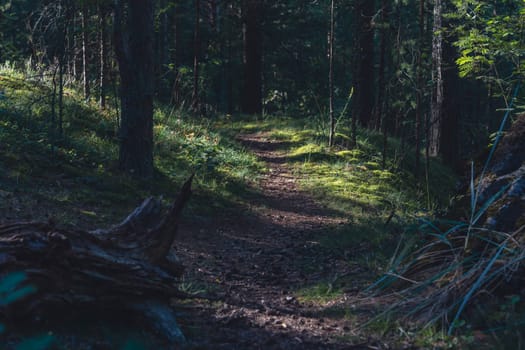 A sun-dappled forest with tall pine trees casting long shadows on the ground, creating a serene and peaceful atmosphere in a natural woodland setting