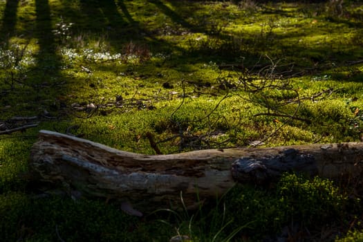 A close-up view of a fallen tree trunk resting on a vibrant, moss-covered forest floor, bathed in soft sunlight, showcasing the peaceful and natural texture of woodland life