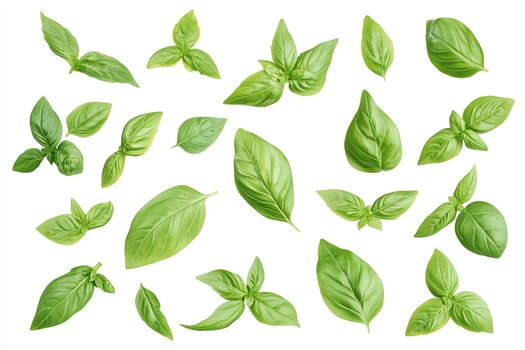An assortment of fresh basil leaves in various shapes and sizes is showcased against a clean white background, highlighting their vibrant green hues and freshness.