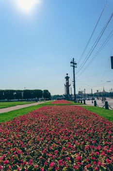 Vibrant red flowers in full bloom along a city waterfront, with historical structures and a clear blue sky in the background. A lively and colorful urban landscape