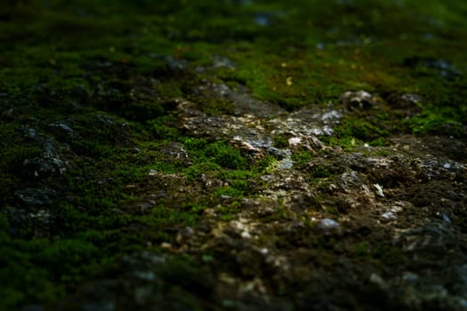 Close-up of moss-covered forest ground with textured soil, showcasing the intricate details of a natural woodland environment