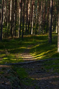 A peaceful forest scene featuring a sunlit path surrounded by tall pine trees in dense woodland. The vibrant green moss and scattered shadows create a serene and natural atmosphere