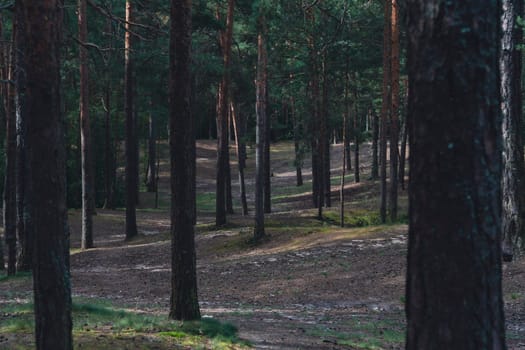 A sunlit forest scene with tall pine trees and a winding dirt path, casting gentle shadows on the forest floor, creating a serene and natural woodland atmosphere