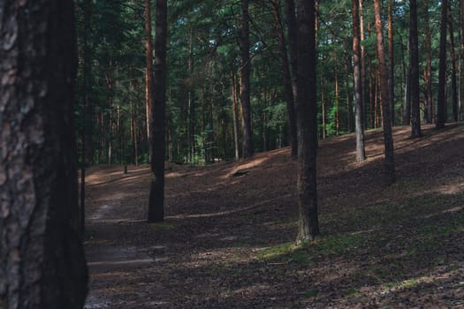 A sunlit forest scene with tall pine trees and a winding dirt path, casting gentle shadows on the forest floor, creating a serene and natural woodland atmosphere