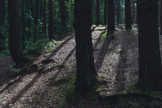 A sunlit forest scene with tall pine trees and a winding dirt path, casting gentle shadows on the forest floor, creating a serene and natural woodland atmosphere