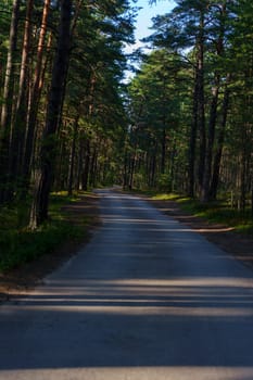 Empty road winding through a dense pine forest, illuminated by sunlight and casting long shadows, creating a peaceful and scenic atmosphere