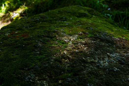 Close-up of moss-covered forest ground with textured soil, showcasing the intricate details of a natural woodland environment