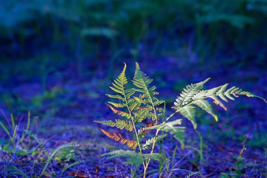 A vibrant green fern stands out against a contrasting blue-toned forest floor, creating a unique and colorful scene that highlights the natural beauty and tranquility of the woodland