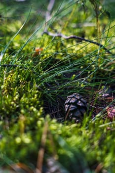 Close-up of a pine cone nestled on the forest floor, surrounded by lush green moss and grass, capturing a peaceful and natural woodland scene