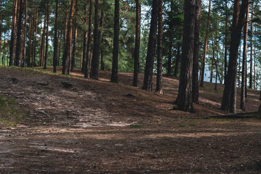 A sunlit forest scene with tall pine trees and a winding dirt path, casting gentle shadows on the forest floor, creating a serene and natural woodland atmosphere