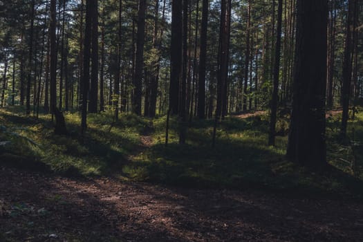 A sun-dappled forest with tall pine trees casting long shadows on the ground, creating a serene and peaceful atmosphere in a natural woodland setting