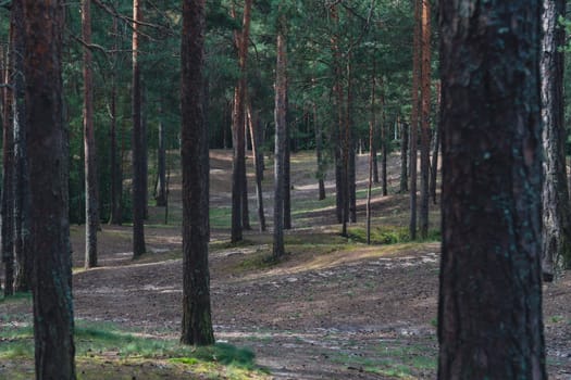 A sunlit forest scene with tall pine trees and a winding dirt path, casting gentle shadows on the forest floor, creating a serene and natural woodland atmosphere