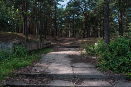 Overgrown concrete steps lead into a tranquil forest path, blending man-made elements with the natural woodland surroundings, inviting exploration and a sense of serenity