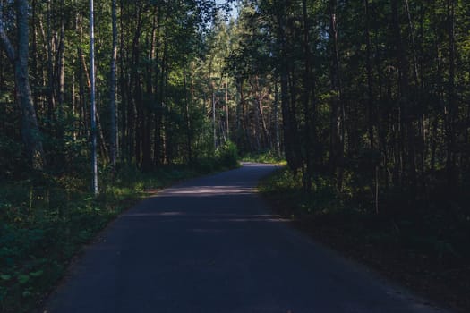 A quiet, empty road winds through a dense forest, illuminated by soft evening light, creating a peaceful and scenic pathway surrounded by lush greenery