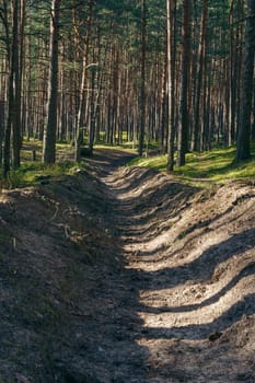 A dirt trail winds through a dense pine forest, illuminated by sunlight and shadowed by tall trees, creating a peaceful and scenic woodland pathway