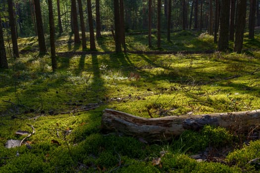 A peaceful forest scene featuring a sunlit path surrounded by tall pine trees in dense woodland. The vibrant green moss and scattered shadows create a serene and natural atmosphere