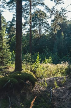 A sunlit clearing in a forest featuring moss-covered trees and lush undergrowth, creating a peaceful and vibrant scene with dappled sunlight filtering through the foliage in a natural woodland setting