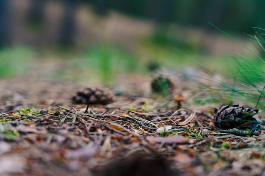 A close-up of pine cones resting on a forest floor, surrounded by pine needles and natural textures, creating a serene and earthy scene