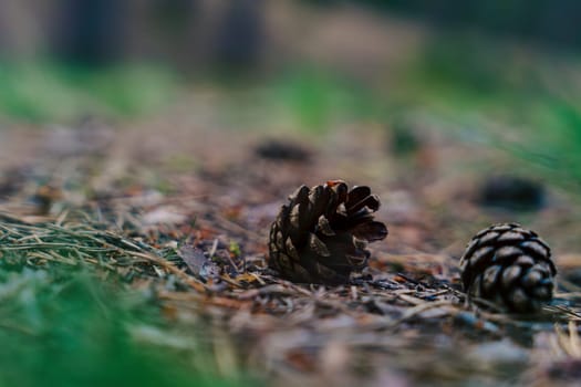 A close-up of pine cones resting on a forest floor, surrounded by pine needles and natural textures, creating a serene and earthy scene