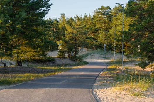 A paved path winding through a forested park with tall trees and grassy areas, illuminated by soft evening sunlight. Peaceful outdoor setting ideal for walking and relaxation