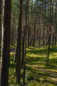 A peaceful forest scene featuring a sunlit path surrounded by tall pine trees in dense woodland. The vibrant green moss and scattered shadows create a serene and natural atmosphere