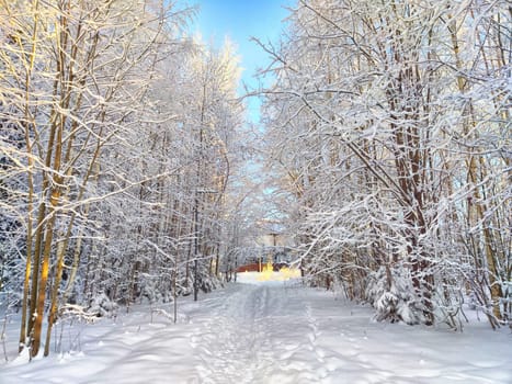 Winter Wonderland at Dusk With Snow-Covered Trees. Cold winter forest