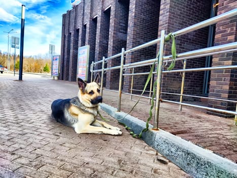 Dog German Shepherd tied up at fence at the store and waiting for the owner. Russian eastern European dog veo