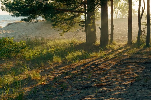 Sunlight filters through trees in a coastal forest, casting long shadows over the sandy ground at dusk, creating a peaceful and scenic atmosphere near the shoreline