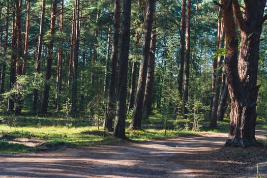 A sunlit path winds through a forest of tall pine trees, casting gentle shadows on the forest floor, creating a serene and inviting atmosphere in a natural woodland setting