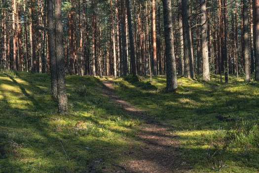 A peaceful forest scene featuring a sunlit path surrounded by tall pine trees in dense woodland. The vibrant green moss and scattered shadows create a serene and natural atmosphere