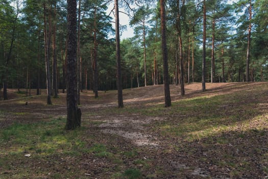 A sunlit forest scene with tall pine trees and a winding dirt path, casting gentle shadows on the forest floor, creating a serene and natural woodland atmosphere
