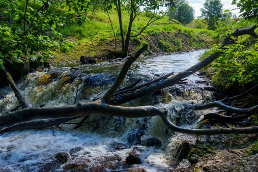 A serene forest scene featuring a flowing stream surrounded by lush greenery and fallen branches, capturing the peaceful beauty of a natural woodland landscape
