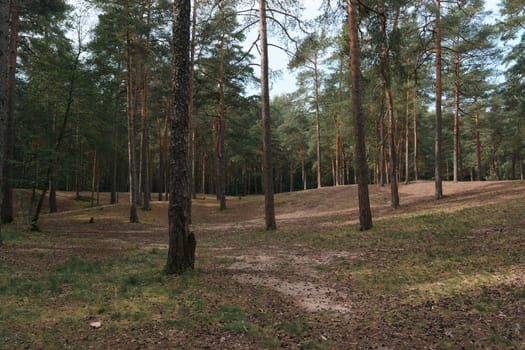 A sunlit forest scene with tall pine trees and a winding dirt path, casting gentle shadows on the forest floor, creating a serene and natural woodland atmosphere