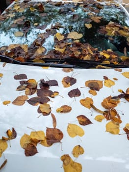 Cremona, Lombardy, Italy October 15th 2024 Colorful autumn leaves accumulating on a white car, signifying the change of seasons and the beauty of fall