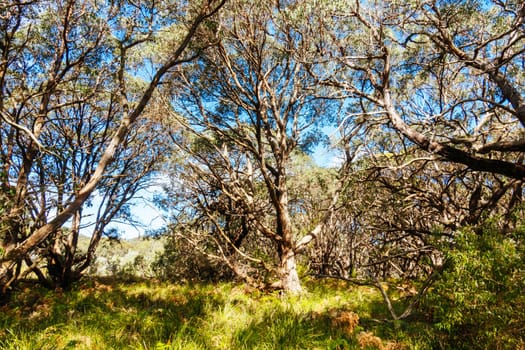 Long Point Circuit Walk as part of the Two Bays Walking Track near Cape Schanck Lighthouse on the Mornington Peninsula in Victoria, Australia